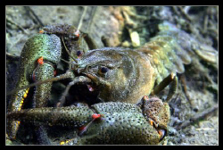 Nobel crayfish? by Daniel Strub 